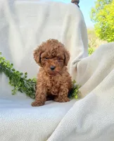 Teddy , a male Poodle - Toy  for sale in Newport, PA – Photo 1 of 5