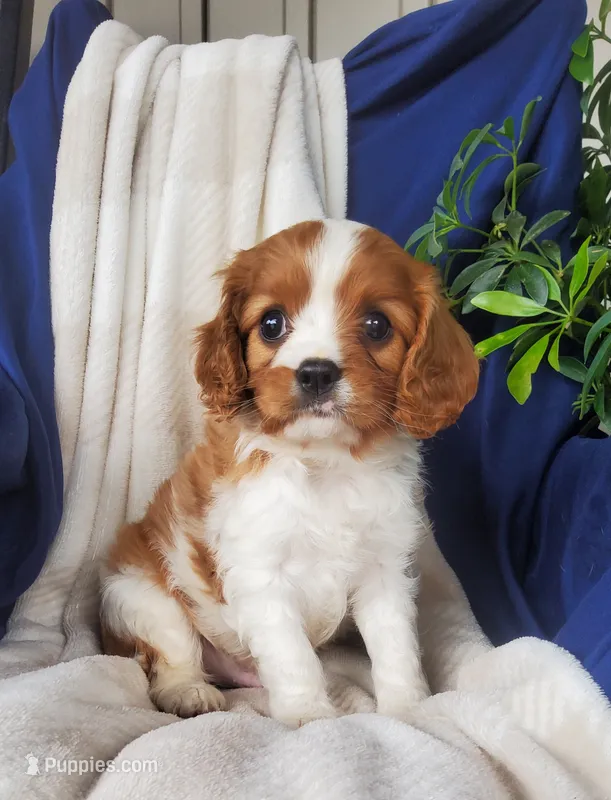 Hugo – Cavalier King Charles Spaniel puppy for sale in Newport, PA