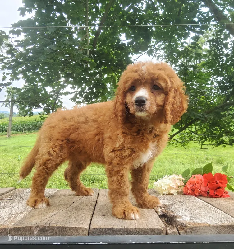 Smores  – Cavapoo puppy for sale in Newport, PA