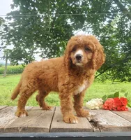 Smores , a male Cavapoo for sale in Newport, PA – 1 of 9