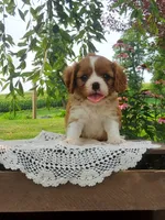 Brody, a male Cavalier King Charles Spaniel for sale in Newport, PA – 7 of 8