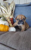 Finn, a male English Bulldog for sale in Newport, PA – 4 of 6