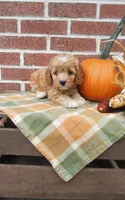 Twinkle, a female Cockapoo for sale in Newport, PA – 2 of 4