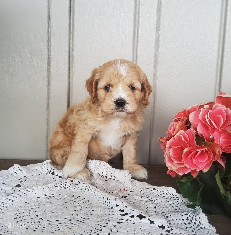 Summer – Cockapoo puppy for sale in Newport, PA