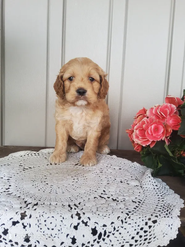 Skippy  – Cockapoo puppy for sale in Newport, PA