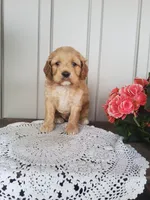 Skippy , a male Cockapoo for sale in Newport, PA – 1 of 4