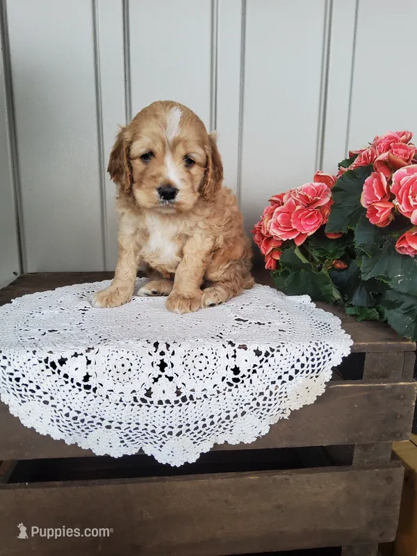 Sunshine  – Cockapoo puppy for sale in Newport, PA