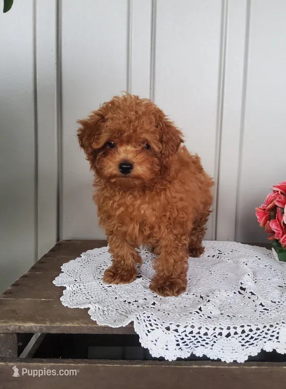 Tidbit – Poodle - Toy  puppy for sale in Newport, PA