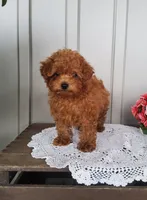 Tidbit, a male Poodle - Toy  for sale in Newport, PA – 1 of 6