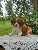 Brody, a male Cavalier King Charles Spaniel for sale in Newport, PA – 4 of 8