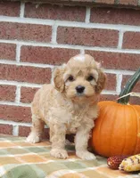 Tika, a female Cockapoo for sale in Newport, PA – 2 of 6