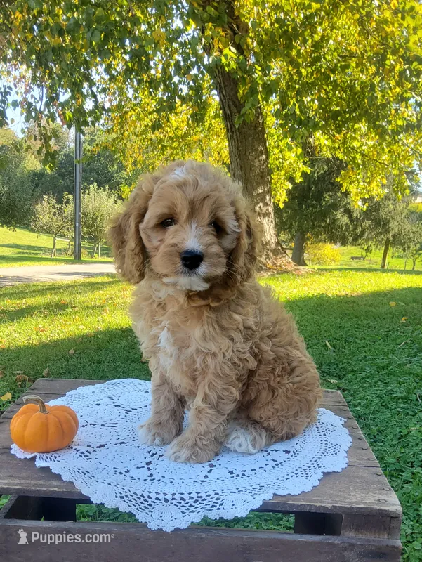 Twinkle – Cockapoo puppy for sale in Newport, PA