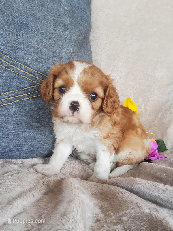 Biscuit – Cavalier King Charles Spaniel puppy for sale in Newport, PA