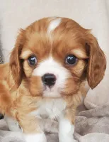 Brody, a male Cavalier King Charles Spaniel for sale in Newport, PA – 2 of 4