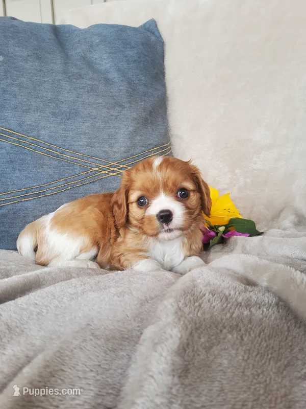 Brody – Cavalier King Charles Spaniel puppy for sale in Newport, PA