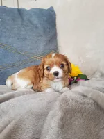Brody, a male Cavalier King Charles Spaniel for sale in Newport, PA – 1 of 4