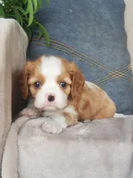 Bailey , a male Cavalier King Charles Spaniel for sale in Newport, PA – 1 of 4