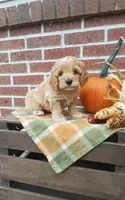Teddy , a male Cockapoo for sale in Newport, PA – 4 of 4