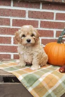 Tika, a female Cockapoo for sale in Newport, PA – 3 of 6