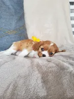 Brody, a male Cavalier King Charles Spaniel for sale in Newport, PA – 3 of 4