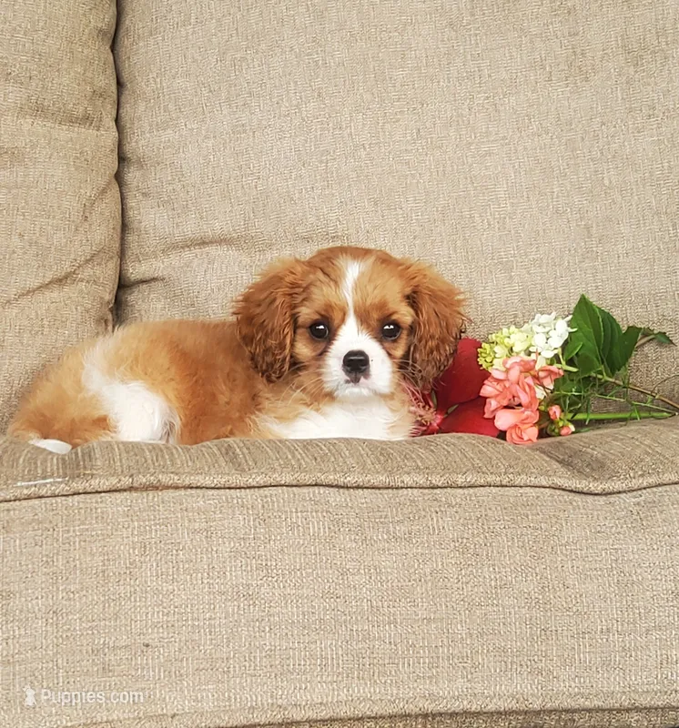 Brody – Cavalier King Charles Spaniel puppy for sale in Newport, PA