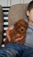 Tidbit, a male Poodle - Toy  for sale in Newport, PA – 4 of 6