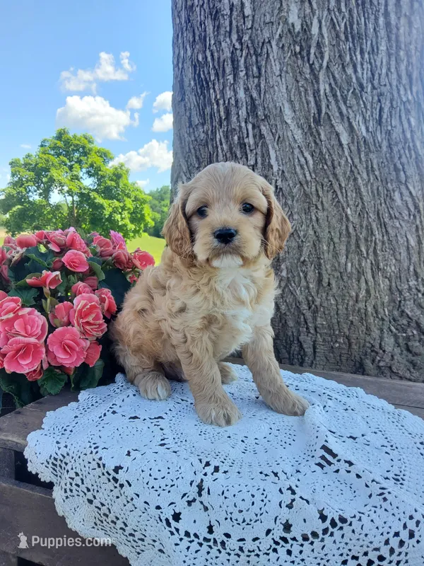 Skippy  – Cockapoo puppy for sale in Newport, PA