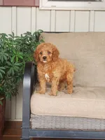 Sonny, a male Cavapoo for sale in Newport, PA – 8 of 10