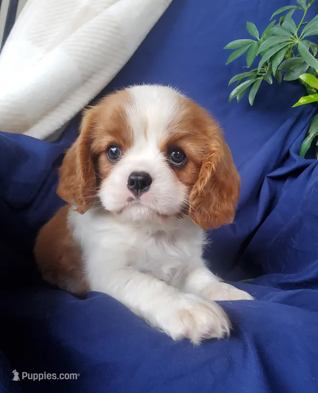 Hoss – Cavalier King Charles Spaniel puppy for sale in Newport, PA