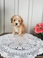 Summer, a female Cockapoo for sale in Newport, PA – 3 of 4