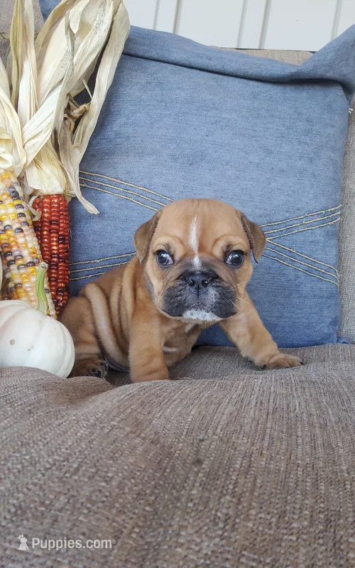 Finn – English Bulldog puppy for sale in Newport, PA
