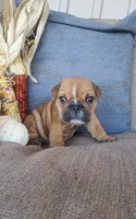 Finn, a male English Bulldog for sale in Newport, PA – 1 of 6