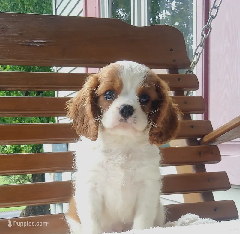 Hoss – Cavalier King Charles Spaniel puppy for sale in Newport, PA
