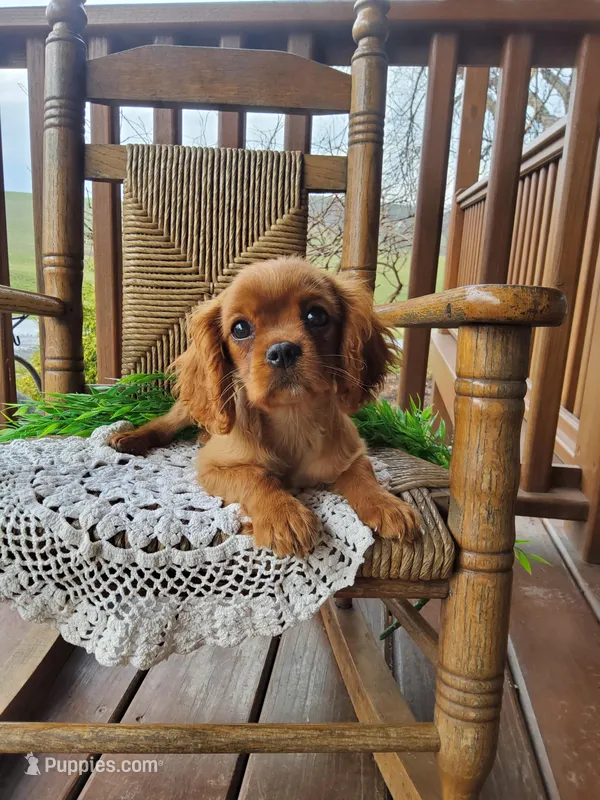 Sailor – Cavalier King Charles Spaniel puppy for sale in Newport, PA