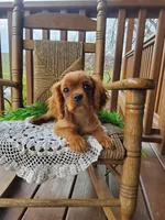 Sailor, a male Cavalier King Charles Spaniel for sale in Newport, PA – Photo 2 of 6