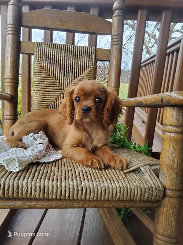 Sailor – Cavalier King Charles Spaniel puppy for sale in Newport, PA