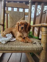 Sailor, a male Cavalier King Charles Spaniel for sale in Newport, PA – Photo 1 of 6