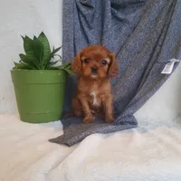 Sailor, a male Cavalier King Charles Spaniel for sale in Newport, PA – Photo 5 of 6