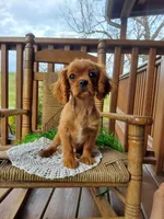 Sailor, a male Cavalier King Charles Spaniel for sale in Newport, PA – Photo 3 of 6