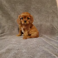 Sailor, a male Cavalier King Charles Spaniel for sale in Newport, PA – Photo 6 of 6