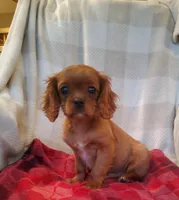 Sailor, a male Cavalier King Charles Spaniel for sale in Newport, PA – Photo 4 of 6
