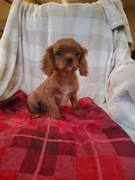 Sailor, a male Cavalier King Charles Spaniel for sale in Newport, PA – Photo 1 of 4