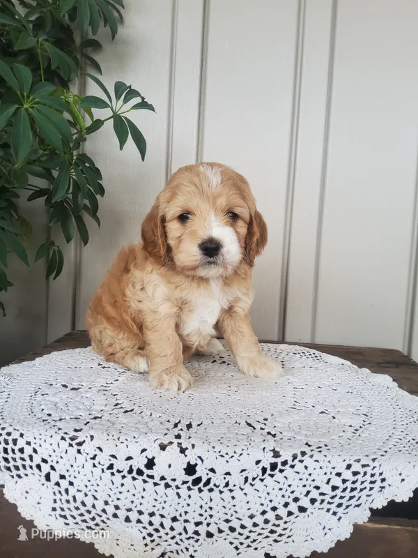 Sweetie  – Cockapoo puppy for sale in Newport, PA