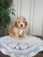 Sweetie , a female Cockapoo for sale in Newport, PA – 3 of 4