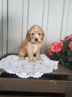 Sunshine , a female Cockapoo for sale in Newport, PA – 3 of 3