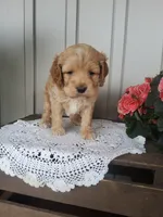 Skippy , a male Cockapoo for sale in Newport, PA – 4 of 4