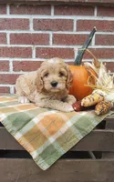 Teddy , a male Cockapoo for sale in Newport, PA – 2 of 4