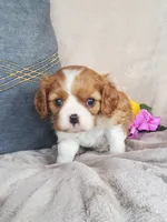 Biscuit, a male Cavalier King Charles Spaniel for sale in Newport, PA – 2 of 4