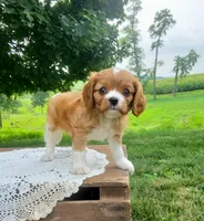 Biscuit, a male Cavalier King Charles Spaniel for sale in Newport, PA – 3 of 7