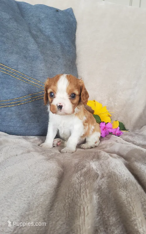 Bo – Cavalier King Charles Spaniel puppy for sale in Newport, PA